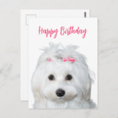 Witte Maltese Zachte Zoetheid Briefkaart (Voorkant / Achterkant)