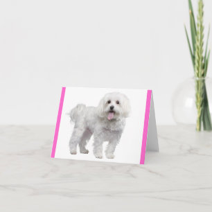 Witte Maltezer Puppy Hond Blank Roze Notitiekaart