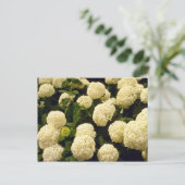 witte marigolbloemen briefkaart (Staand voorkant)