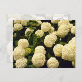 witte marigolbloemen briefkaart (Voorkant / Achterkant)