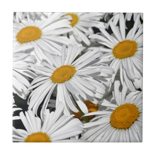 witte melkbloem tegeltje (Voorkant)