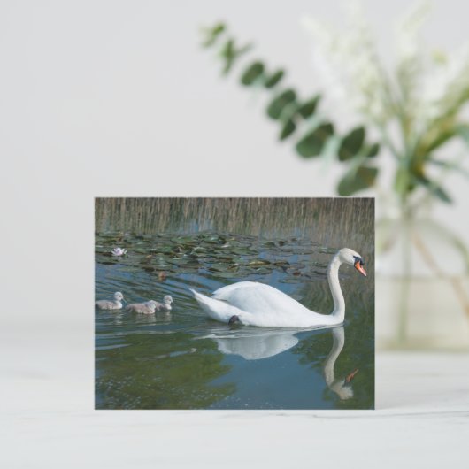 Witte modderswan met baby-eend cygnets-meer briefkaart (Staand voorkant)