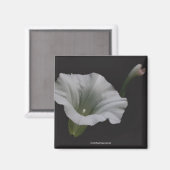 Witte Morning Glory Bloem Foto Magneet (Voorkant / Achterkant)