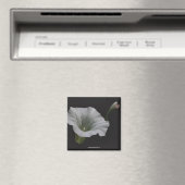 Witte Morning Glory Bloem Foto Magneet (Insitu (Vaatwasser))