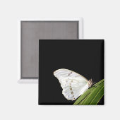 Witte Morpho-vlinder op blad Magneet (Voorkant / Achterkant)