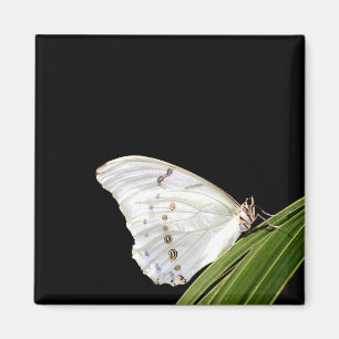 Witte Morpho-vlinder op blad Magneet