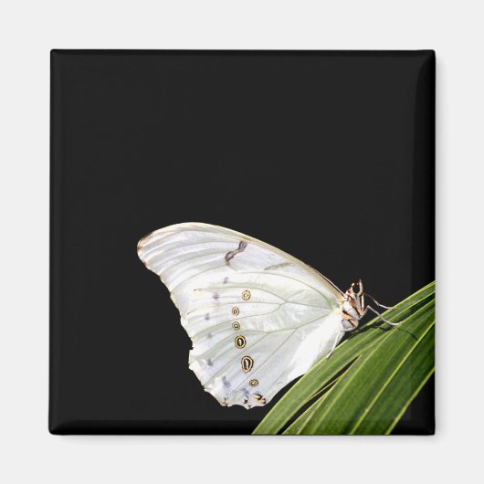 Witte Morpho-vlinder op blad Magneet (Voorkant)