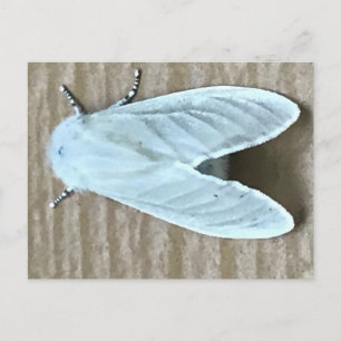 Witte Mot Insect Briefkaart