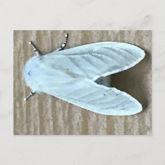 Witte Mot Insect Briefkaart