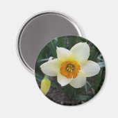 witte narcis schijnend magneet (Voorkant / Achterkant)