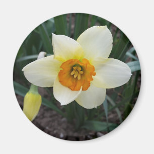 witte narcis schijnend magneet