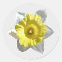 Witte Narcis Stickers