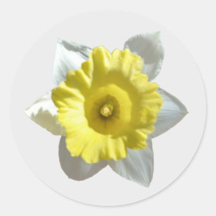 Witte Narcis Stickers