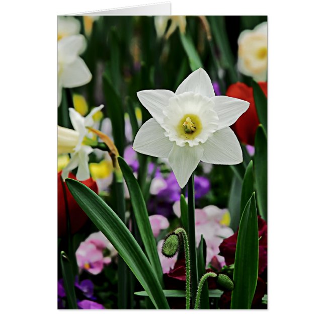 Witte Narcissus (Voorkant)