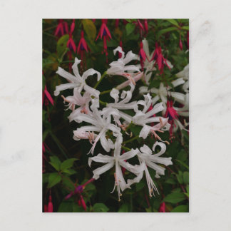 Witte Nerine Bloemen Ansichtkaart Briefkaart