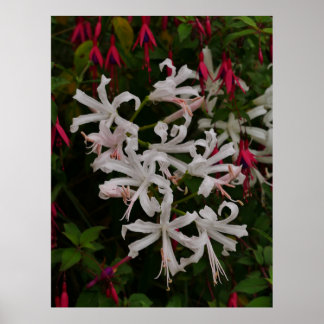 Witte Nerine Bloemen Poster