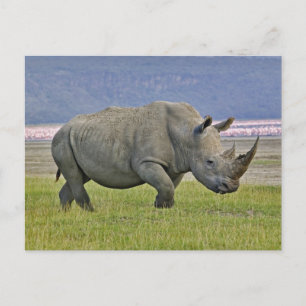 Witte Neushoorn en verre Pinke Flamingo's, Briefkaart
