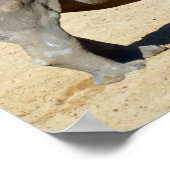 Witte neushoorn op zand poster (Hoek)