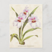 Witte Odontoglossum Orchidee Botanisch Briefkaart (Voorkant)