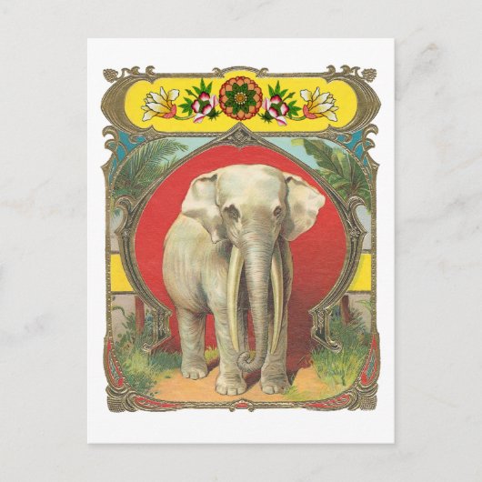 Witte olifant briefkaart (Voorkant)
