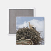 witte ooievaar in het nest magneet (Voorkant / Achterkant)