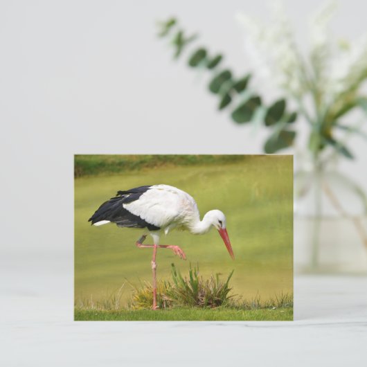 Witte ooievaar op gras briefkaart (Staand voorkant)