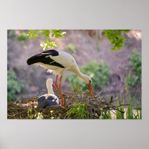 Witte ooievaar op zijn nest poster