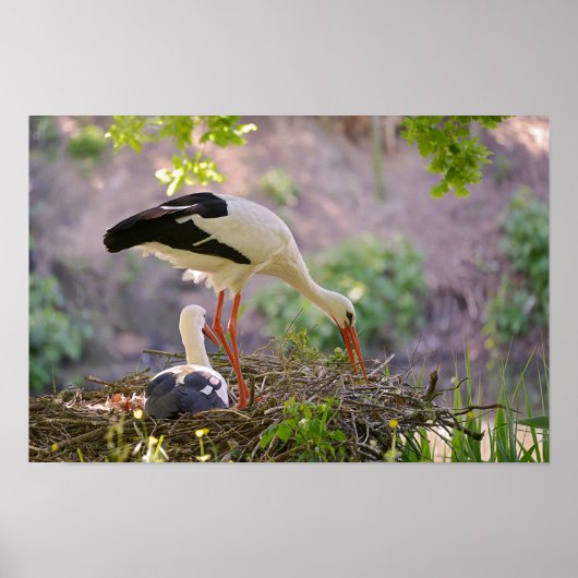 Witte ooievaar op zijn nest poster (Voorkant)