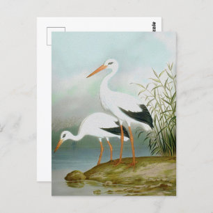 Witte ooievaar, vogelillustraties briefkaart