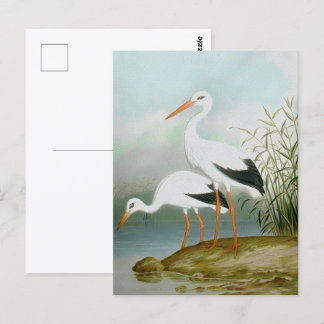 Witte ooievaar, vogelillustraties briefkaart