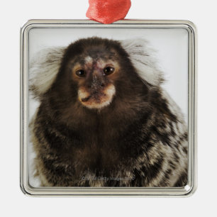 Witte oormarmoset op aftakking, close-up, studio metalen ornament