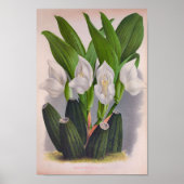 witte orchidee Anguloa Uniflora Lindenia Poster (Voorkant)