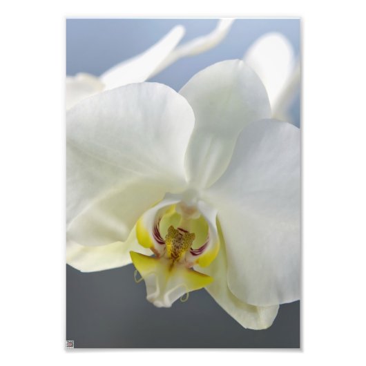 Witte Orchidee Bloem Foto Afdruk (Voorkant)