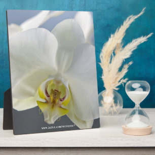 Witte Orchidee Bloem Fotoplaat