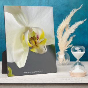 Witte Orchidee Bloem Fotoplaat