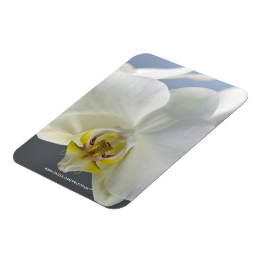 Witte Orchidee Bloem Magneet (Linkerzijde)
