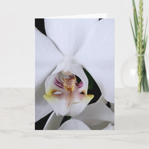 Witte orchidee bloem wenskaart kaart