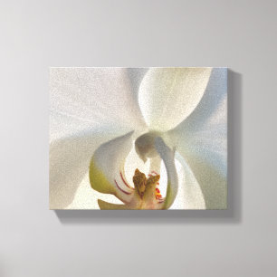 Witte Orchidee Bloesem Canvas Afdruk
