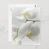 Witte orchidee briefkaart (Voorkant / Achterkant)