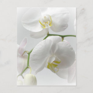 Witte orchidee briefkaart