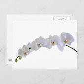 Witte orchidee briefkaart (Voorkant / Achterkant)