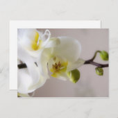 Witte orchidee · Briefkaart (Voorkant / Achterkant)