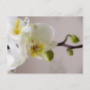 Witte orchidee · Briefkaart