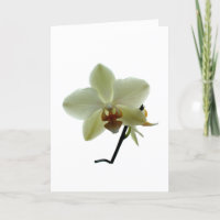 Witte Orchidee