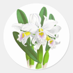 witte orchidee Flower_GC - Sticker