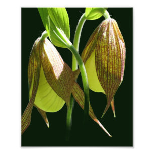 Witte Orchidee Lady Slipper Bloempaar 8x10 Foto Afdruk