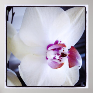 Witte orchidee met roze foto poster