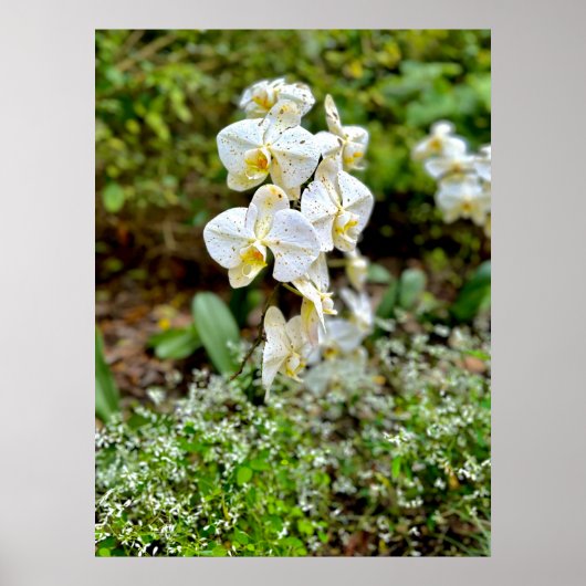 Witte Orchidee Poster (Voorkant)