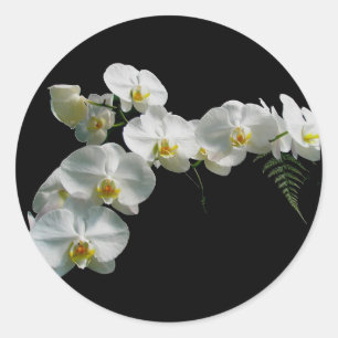 Witte orchidee Stickers