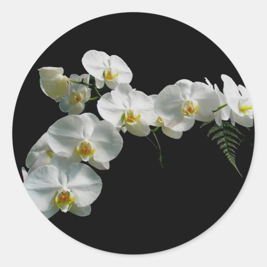 Witte orchidee Stickers (Voorkant)